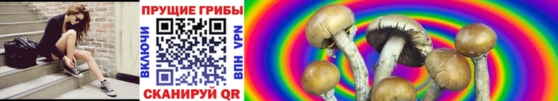 kraken ONION  где найти наркотики  Щёлкино  Псилоцибиновые грибы мицелий 